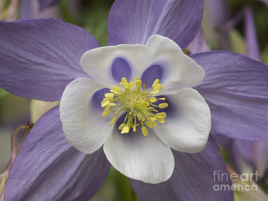 Purple and White Columbine IV Photograph by Lili Feinstein