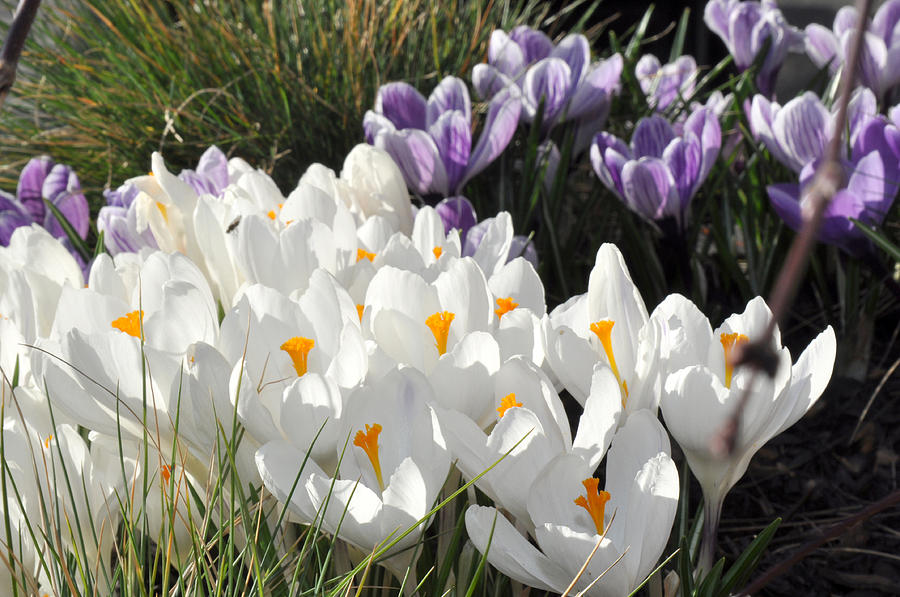 Purple and white crocus Photograph by Diane Lent