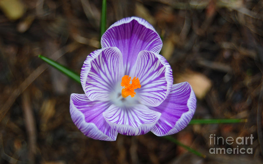Purple and White Crocus Flower Photograph by Debra Thompson