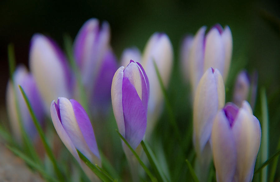 Spring Photograph - Purple and white crocus by Frank Tozier