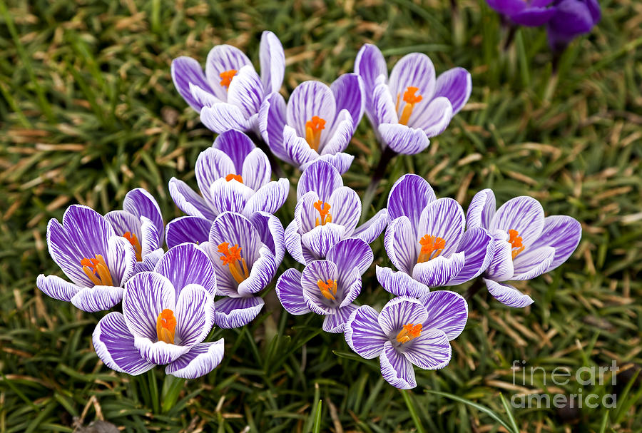 Purple and White Crocus Photograph by Jill Lang