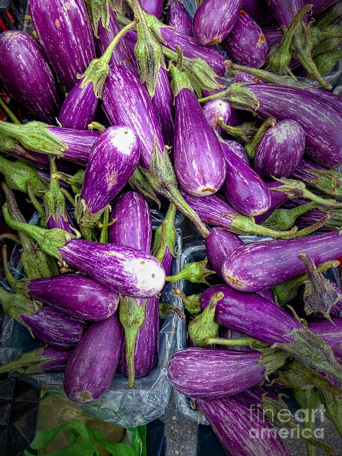 Purple and White Eggplants Photograph by Dee Flouton