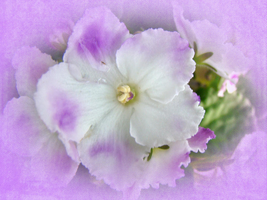 Purple and White Fancy African Violets Photograph by Carol Senske