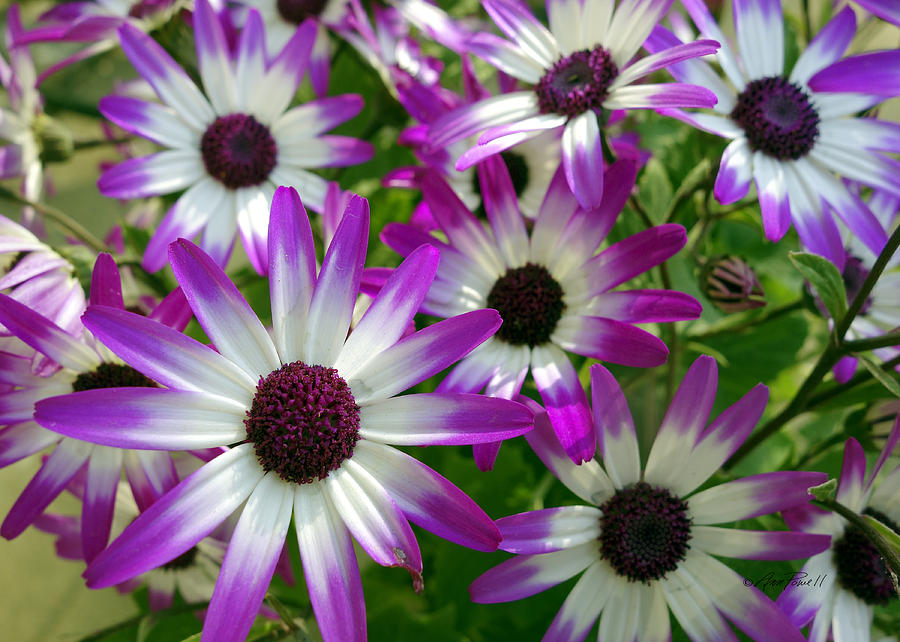 Purple and White Flowers Photograph by Ann Powell
