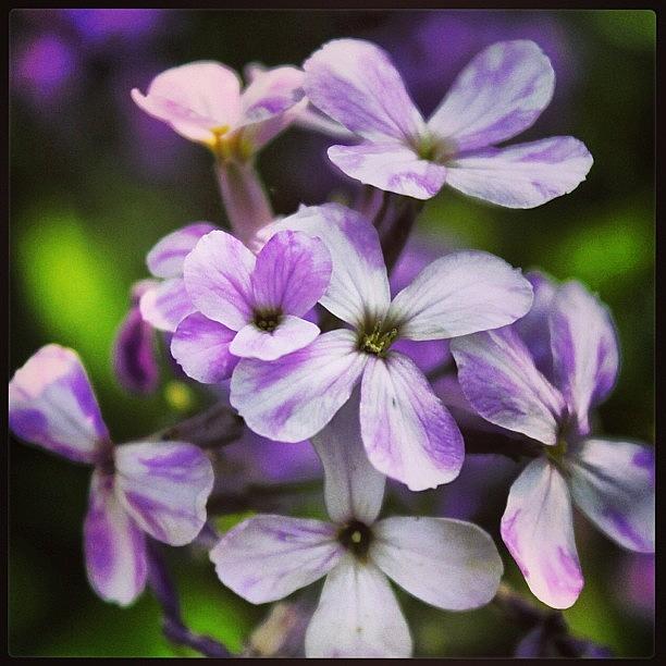 Flower Photograph - Purple and White Flowers  by Matt Yates