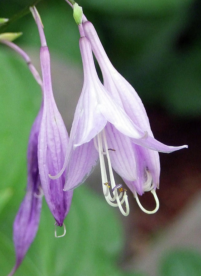 Purple and white Fuchsia Photograph by Ron Roberts
