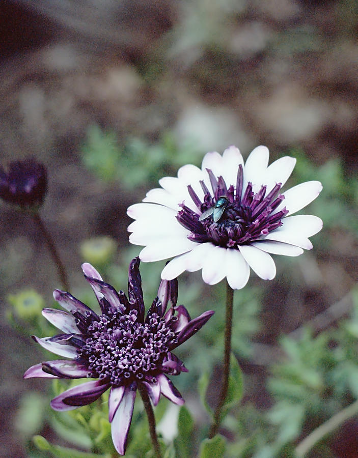 Purple and White Photograph by HW Kateley
