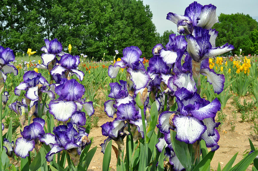 Purple and White Iris Photograph by Diane Lent