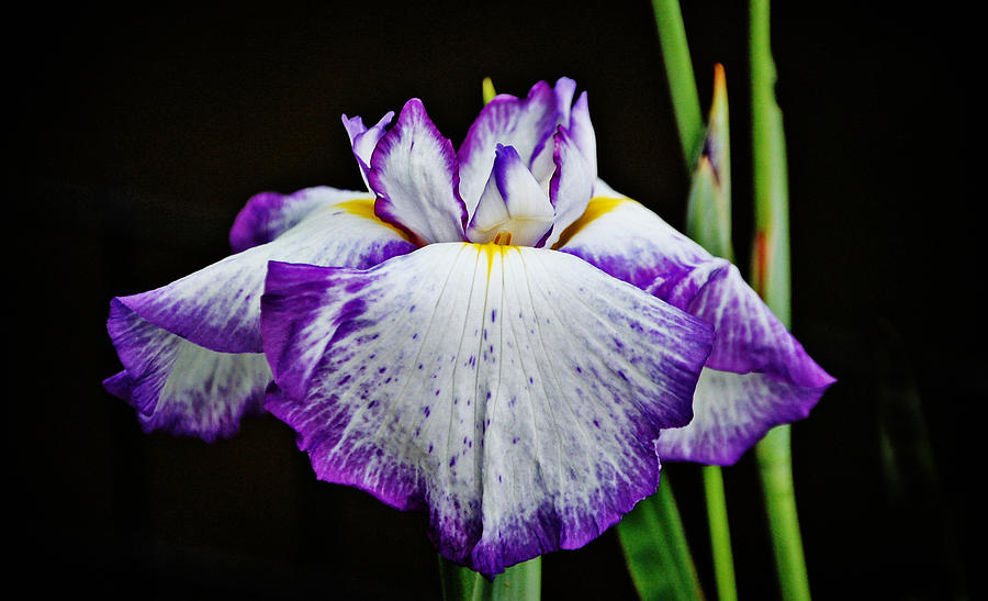 Purple and white iris Photograph by Linda Brown