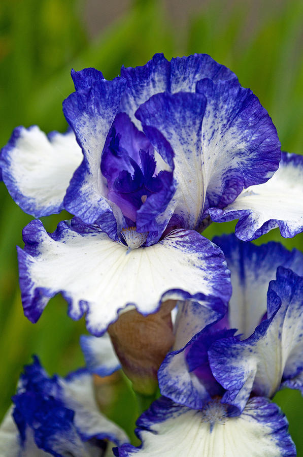 Spring Photograph - Purple and White Iris by Tikvahs Hope