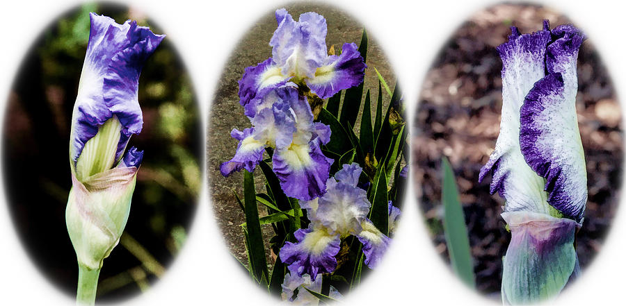Purple and White Irises Digital Art by Photographic Art by Russel Ray Photos