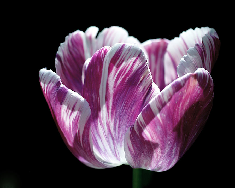 Nature Photograph - Purple and White Marbled Tulip by Rona Black