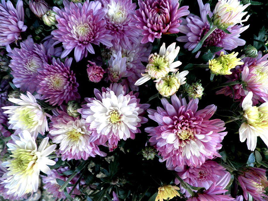 Green Leaves Photograph - Purple And White Mums by Kate Gallagher