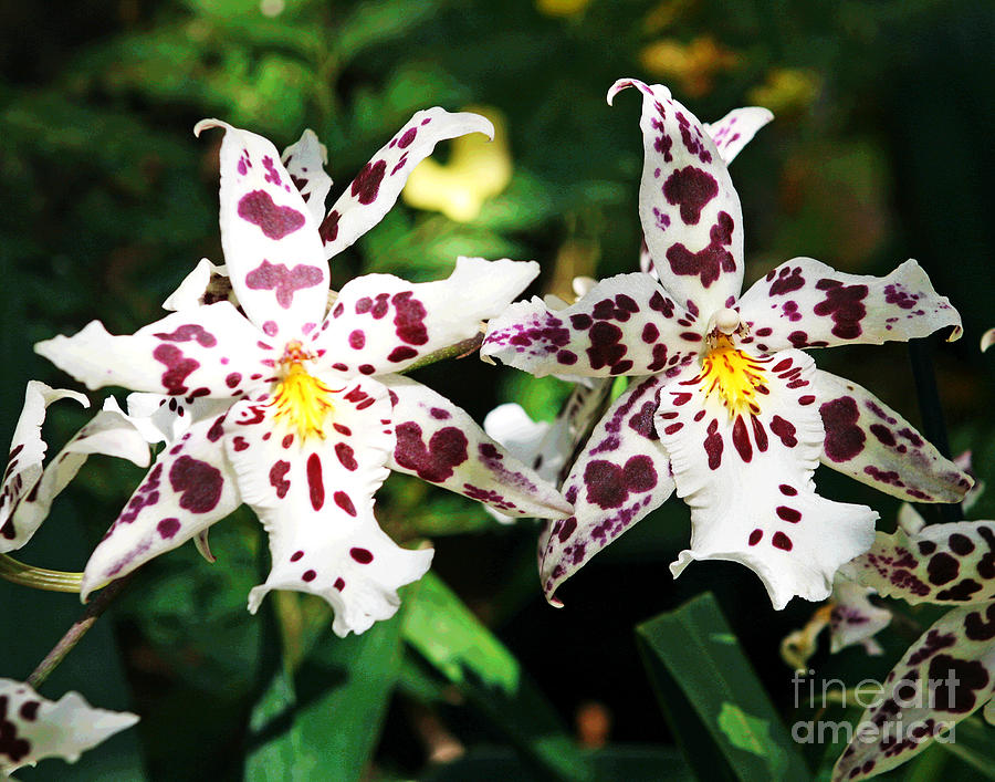 Purple and White Orchid Twins Photograph by Larry Oskin