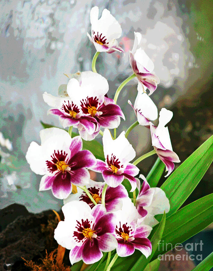 Purple and White Orchids Photograph by Larry Oskin