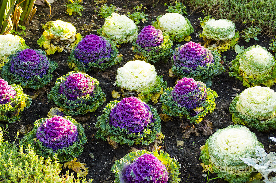 Purple and White Ornamental Cabbage Photograph by Deborah Smolinske