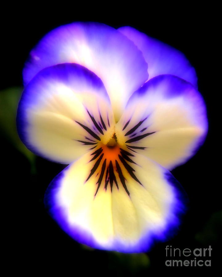 Purple and White Pansy Photograph by Sharon Woerner