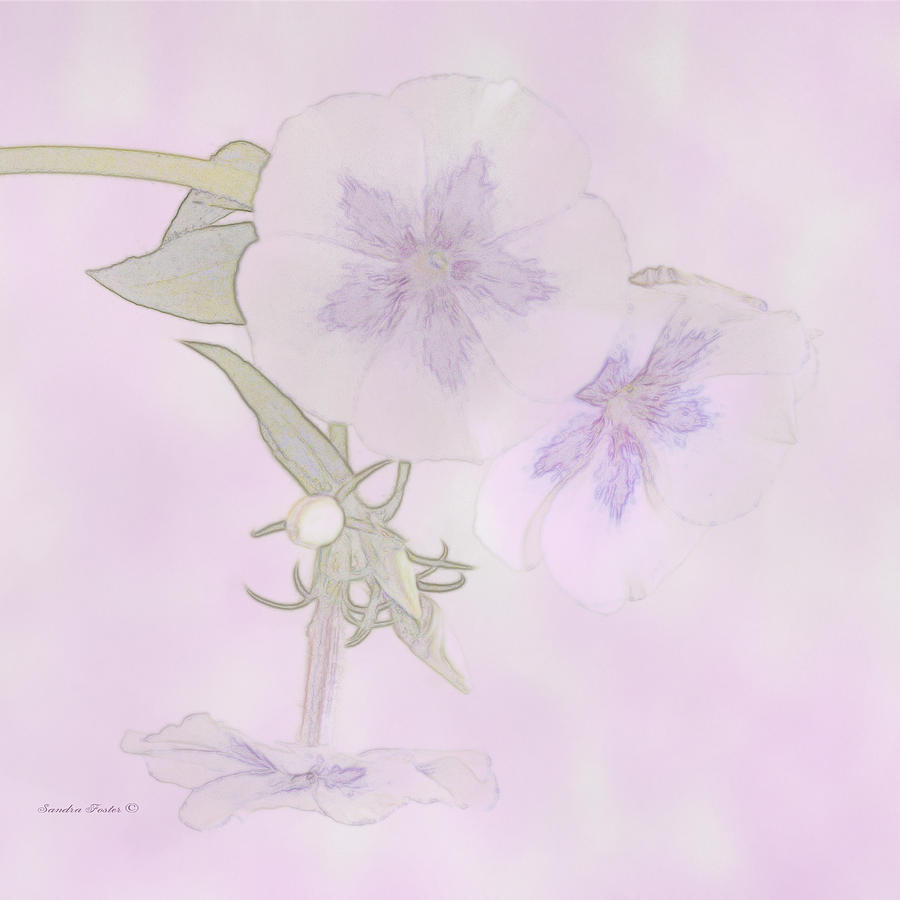 Purple And White Phlox - Digital Watercolor Photograph by Sandra Foster