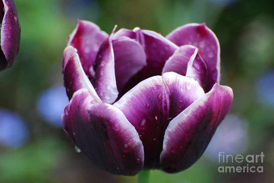 Purple and White Tulip Photograph by DejaVu Designs