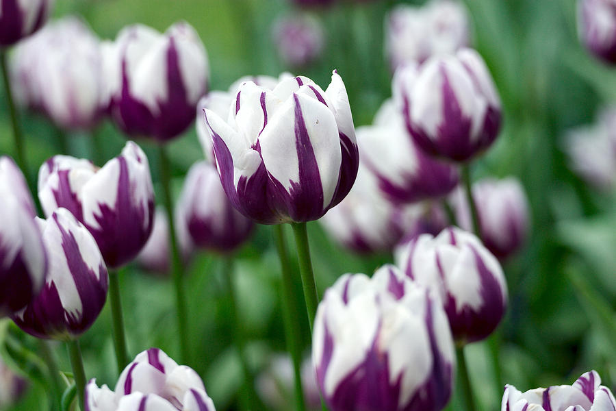 purple and white tulip flower