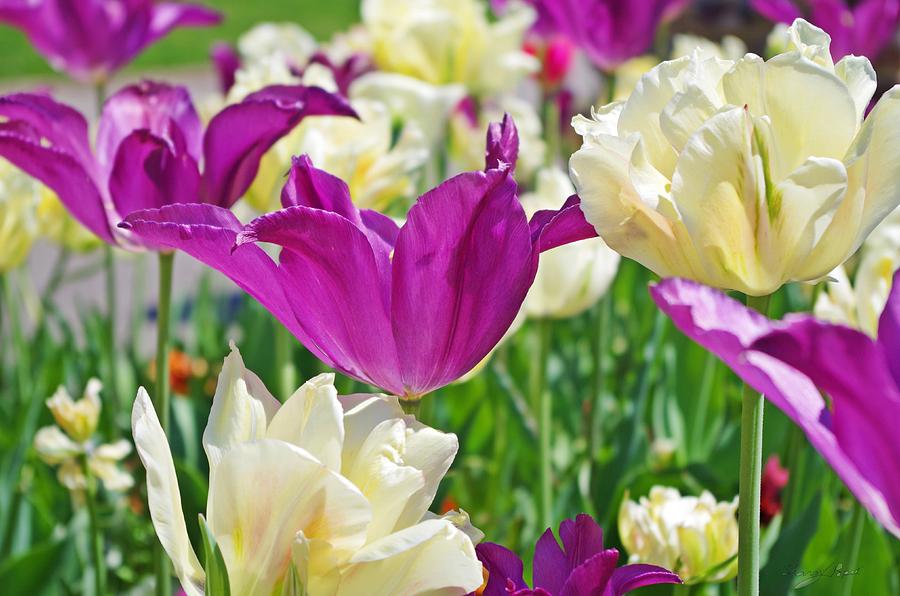 Purple and White Tulips Photograph by Sharon Popek