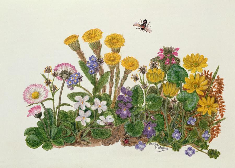 Purple And White Violets Daisy Celandine And Forget Me Not Wc On Paper Photograph By Ursula Hodgson