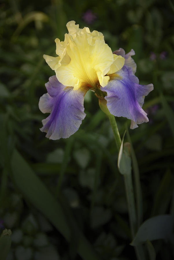 Purple and Yellow Photograph by Carol Erikson