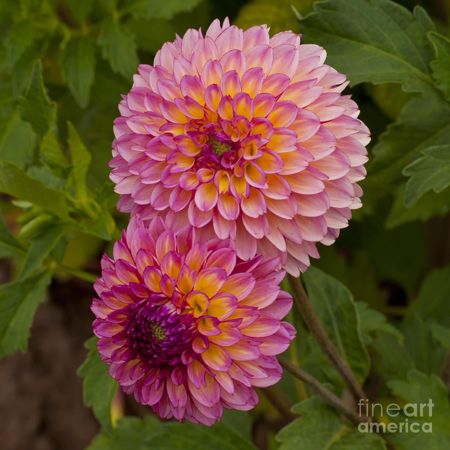 Flowers Still Life Photograph - Purple and Yellow Dahlia by M J