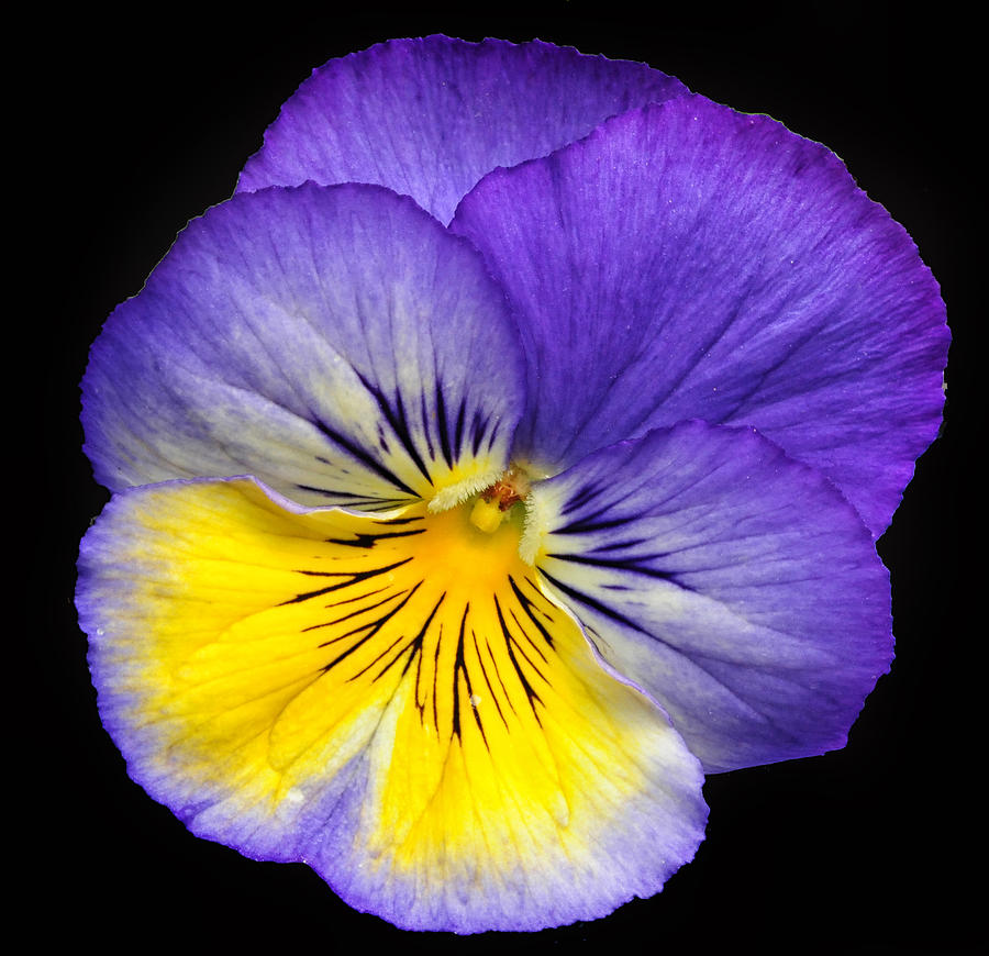 Purple And Yellow Photograph by Dave Mills