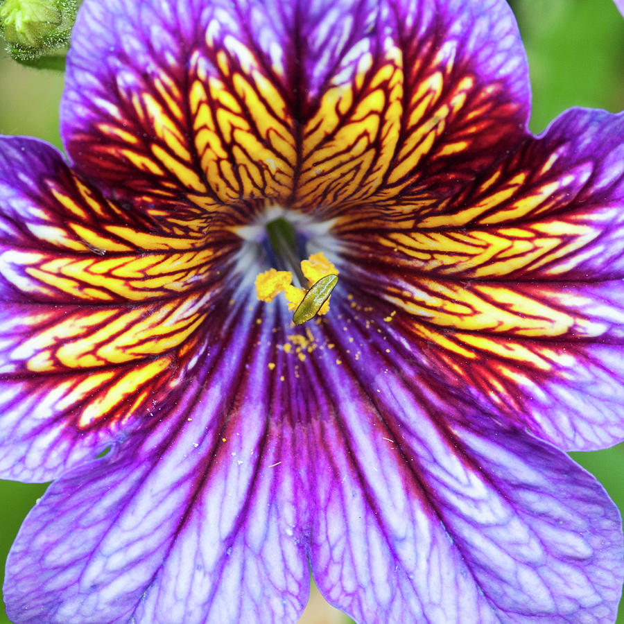 Purple And Yellow Flower Photograph by Ian Grainger