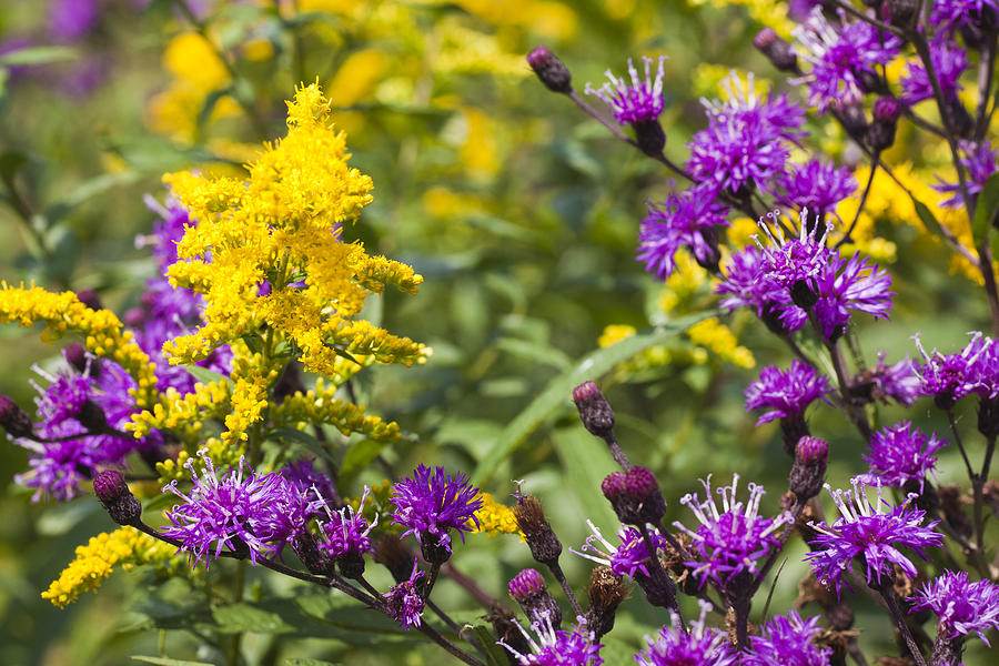 Purple and Yellow Flowers Photograph by Dan Carmichael