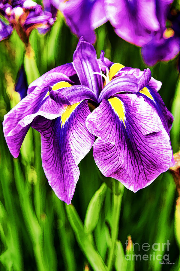Purple and Yellow Iris Photo Painting Photograph by Charles Abrams