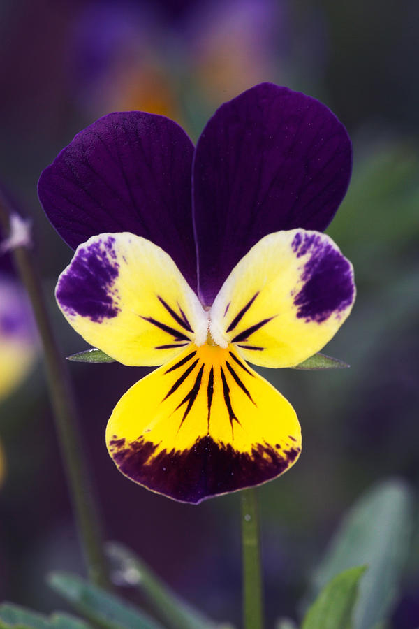 Nature Photograph - Purple and Yellow Johnny-Jump-Ups by RM Vera
