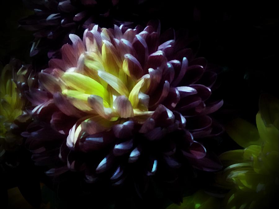 Purple and Yellow Mum Photograph by Michelle Frizzell-Thompson