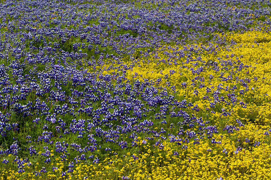 Purple and Yellow on Table Mountain Photograph by Robert Woodward