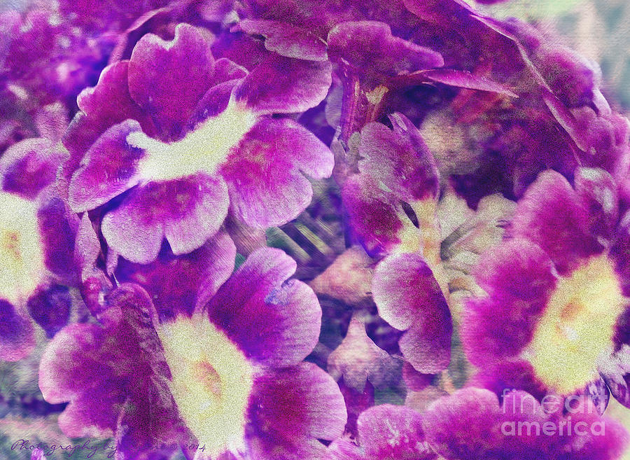 Purple And Yellow Pansies Photograph