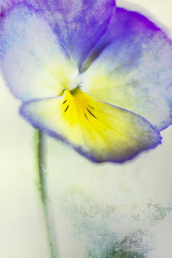 Valentines Day Photograph - Purple and Yellow Pansy by Carol Leigh
