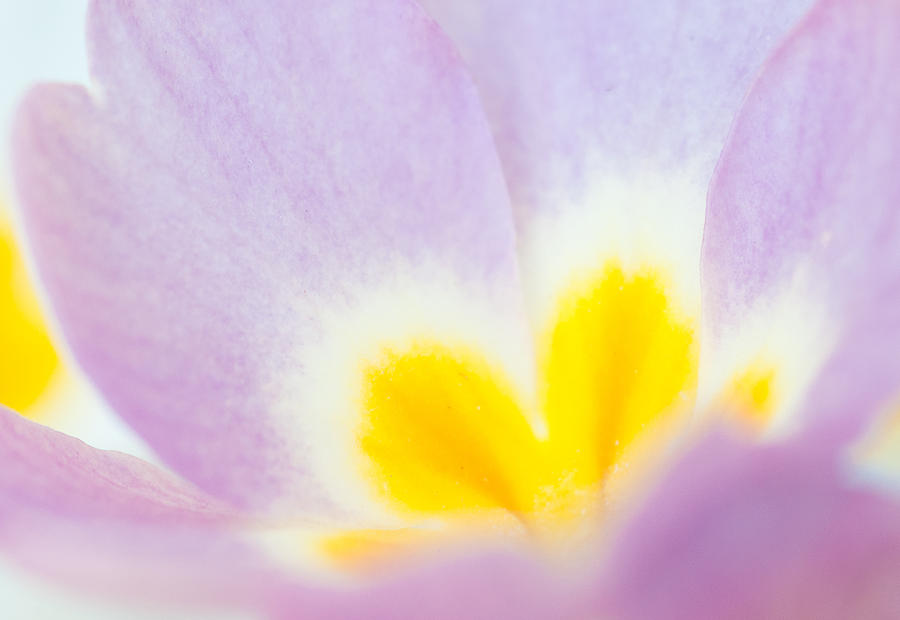 Purple And Yellow Primrose Petals - Bright And Soft Spring Flower Photograph