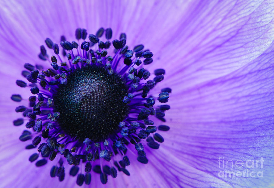 Purple anemone flower Photograph by Oscar Gutierrez