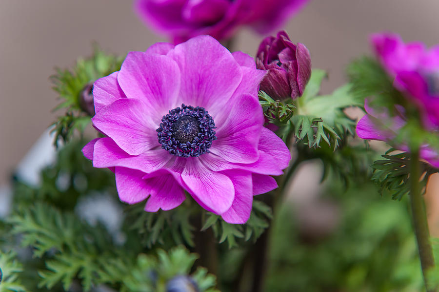 Purple Anemone. Flowers of Holland Photograph by Jenny Rainbow