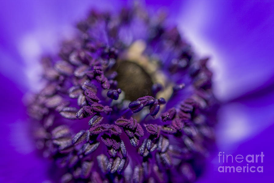 Purple anemone heart Photograph by Patricia Hofmeester