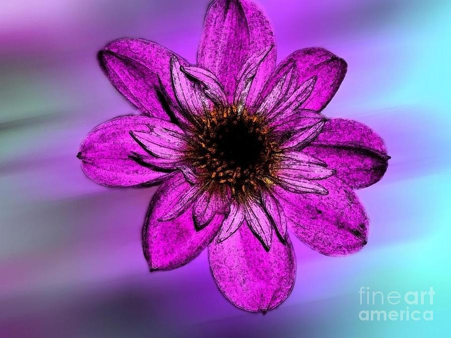 Purple Anemone Photograph by Joan-Violet Stretch