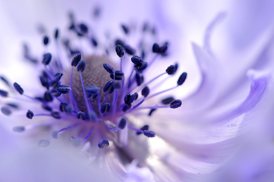 Purple Anemone Photograph by Myu-myu
