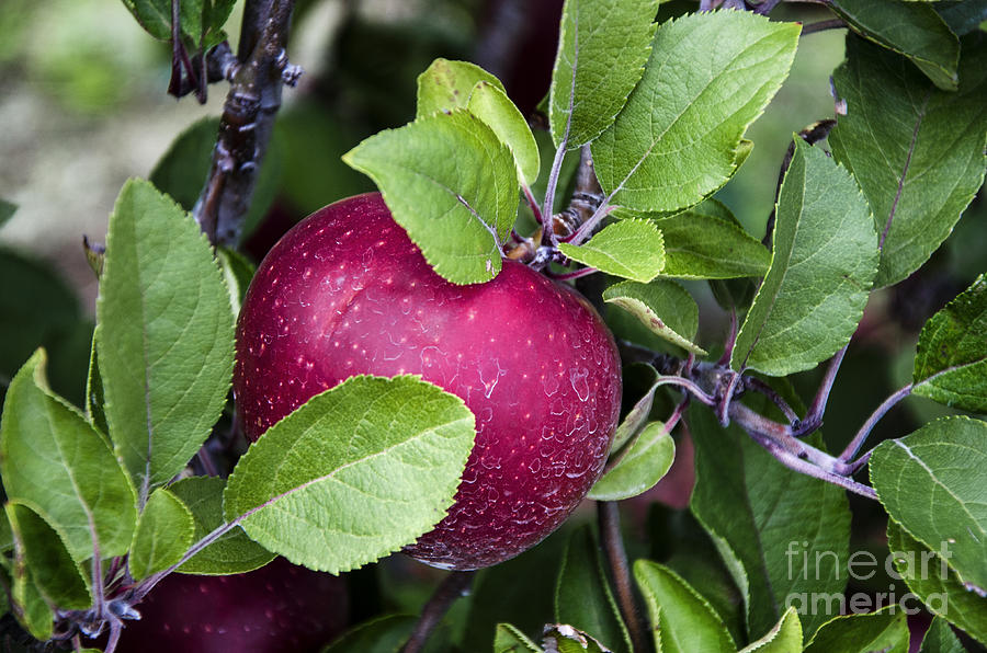 Purple Apple Photograph by Paul Mashburn