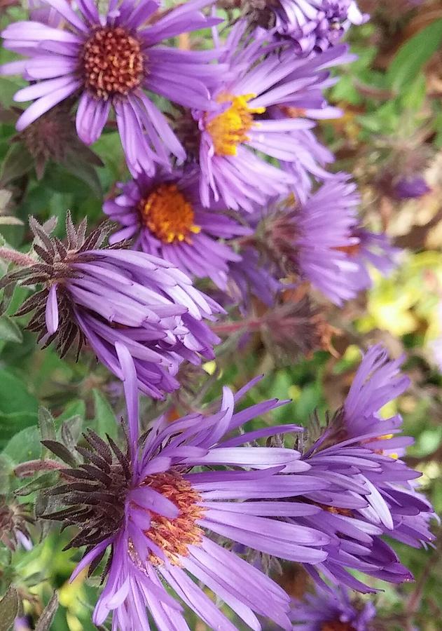 Nature Photograph - Purple Aster 3 by The Little Owl Gallery
