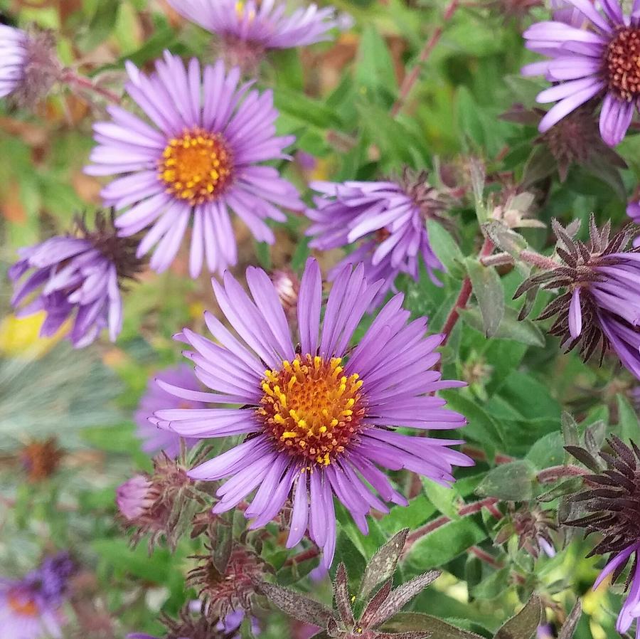 Nature Photograph - Purple Aster 4 by The Little Owl Gallery