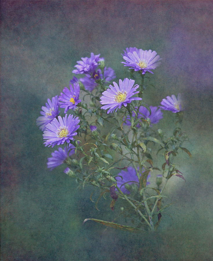 Purple Asters Photograph by Angie Vogel