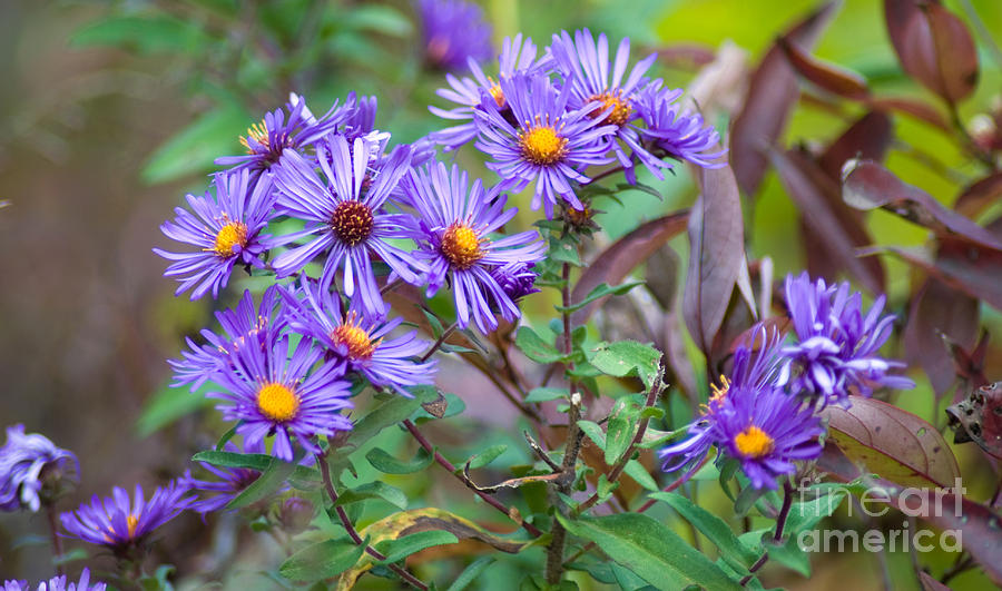 Purple Flowers Photograph - Purple Asters by Optical Playground By MP Ray