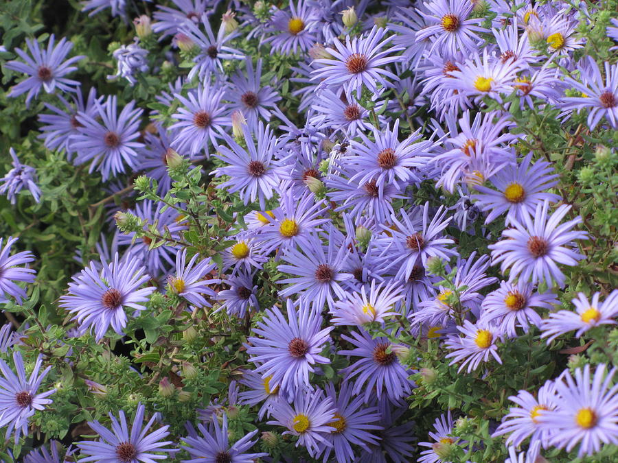 Purple Asters Photograph by Shawn Hughes