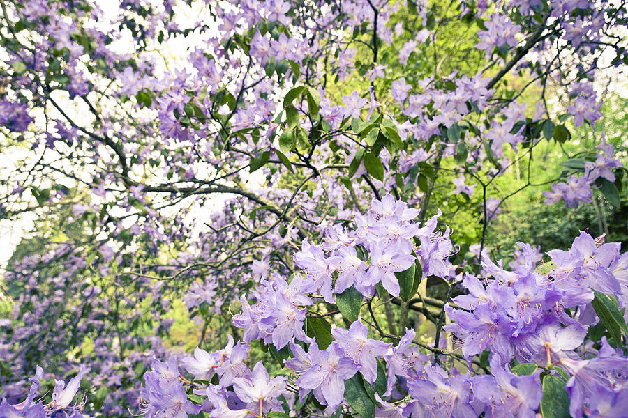 Spring Photograph - Purple Azalea Explosion  by Priya Ghose